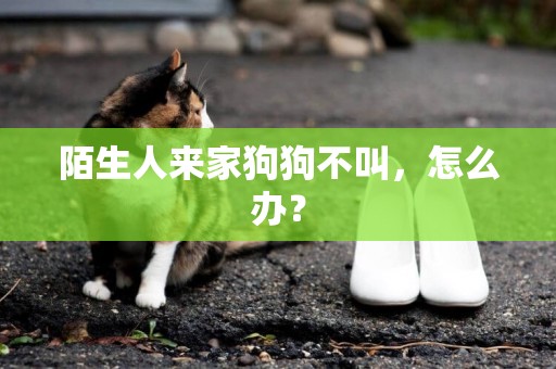 陌生人來家狗狗不叫，怎么辦？