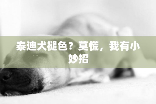 泰迪犬褪色？莫慌，我有小妙招