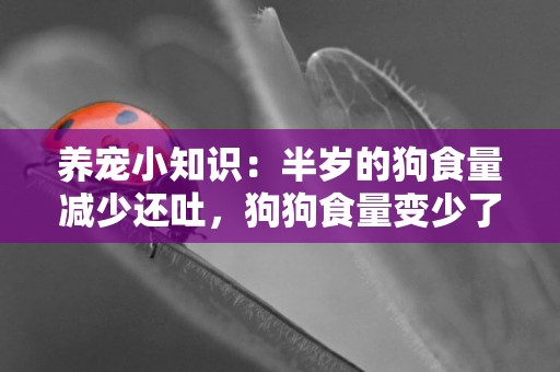 養寵小知識：半歲的狗食量減少還吐，狗狗食量變少了還吐正常嗎