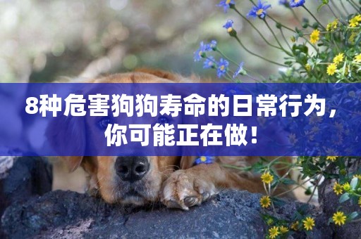8種危害狗狗壽命的日常行為，你可能正在做！