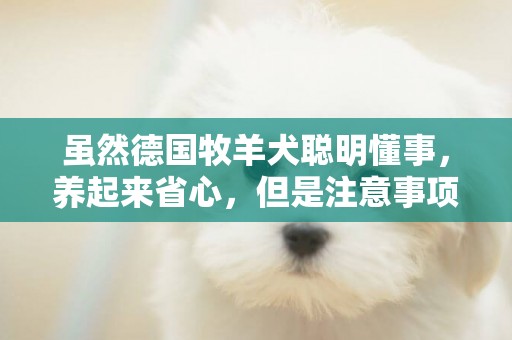 雖然德國牧羊犬聰明懂事，養起來省心，但是注意事項也不少