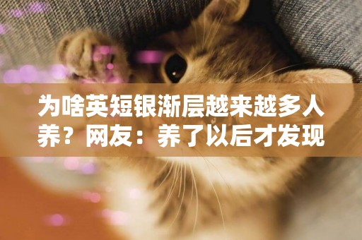 為啥英短銀漸層越來越多人養？網友：養了以后才發現是“真香”！