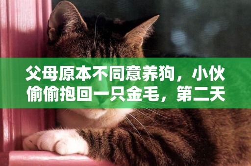 父母原本不同意養狗，小伙偷偷抱回一只金毛，第二天一看主人樂了