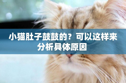 小貓肚子鼓鼓的？可以這樣來分析具體原因 
