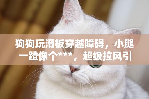 狗狗玩滑板穿越障礙，小腿一蹬像個***，超級拉風引來迷妹！