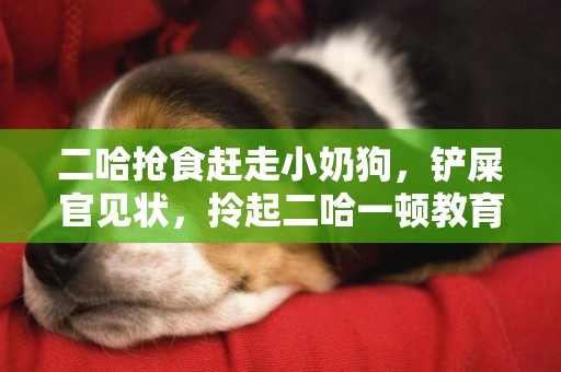 二哈搶食趕走小奶狗，鏟屎官見狀，拎起二哈一頓教育