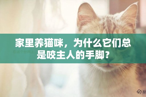 家里養貓咪，為什么它們總是咬主人的手腳？