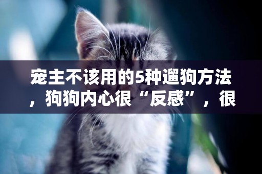 寵主不該用的5種遛狗方法，狗狗內心很“反感”，很容易傷害狗狗