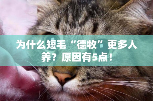 為什么短毛“德牧”更多人養？原因有5點！