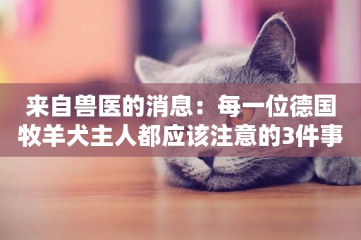 來自獸醫的消息：每一位德國牧羊犬主人都應該注意的3件事