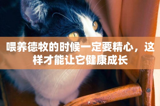 喂養德牧的時候一定要精心，這樣才能讓它健康成長