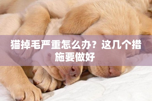 貓掉毛嚴重怎么辦？這幾個措施要做好 
