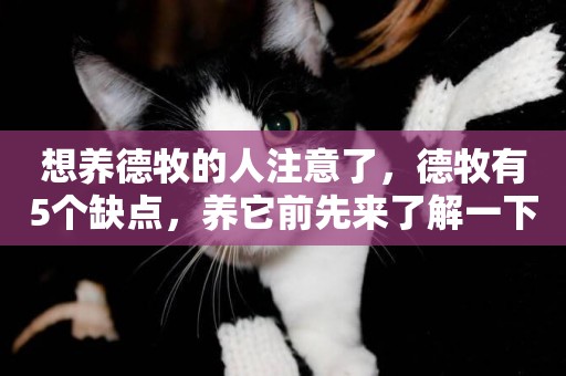想養德牧的人注意了，德牧有5個缺點，養它前先來了解一下