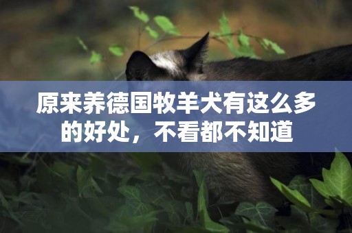 原來養德國牧羊犬有這么多的好處，不看都不知道