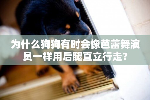 為什么狗狗有時會像芭蕾舞演員一樣用后腿直立行走？