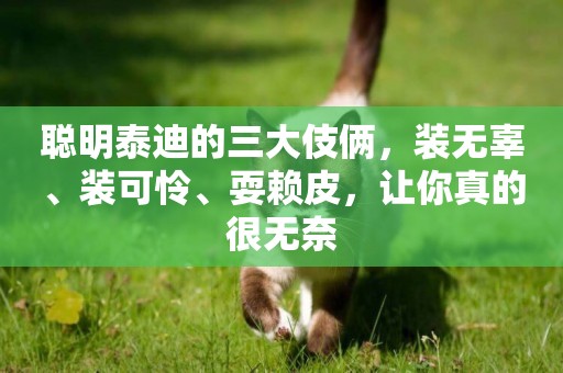 聰明泰迪的三大伎倆，裝無辜、裝可憐、耍賴皮，讓你真的很無奈