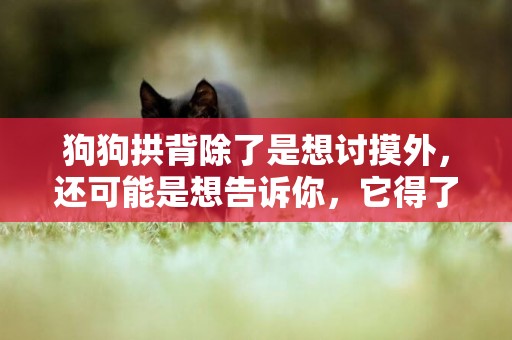 狗狗拱背除了是想討摸外，還可能是想告訴你，它得了胰臟炎