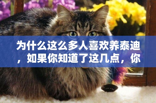 為什么這么多人喜歡養泰迪，如果你知道了這幾點，你也想養！