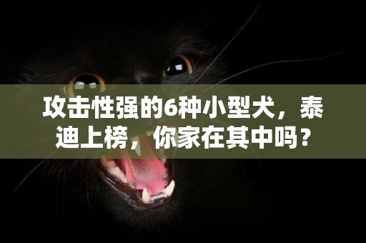 攻擊性強的6種小型犬，泰迪上榜，你家在其中嗎？