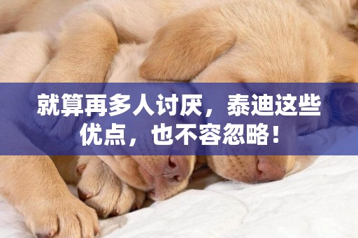 就算再多人討厭，泰迪這些優點，也不容忽略！