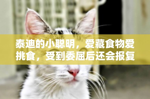 泰迪的小聰明，愛藏食物愛挑食，受到委屈后還會報復鏟屎官
