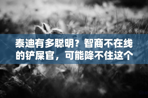 泰迪有多聰明？智商不在線的鏟屎官，可能降不住這個小機靈鬼！