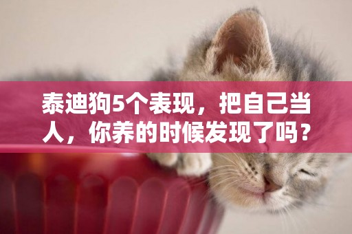 泰迪狗5個表現，把自己當人，你養的時候發現了嗎？