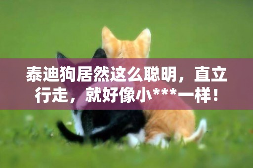 泰迪狗居然這么聰明，直立行走，就好像小***一樣！