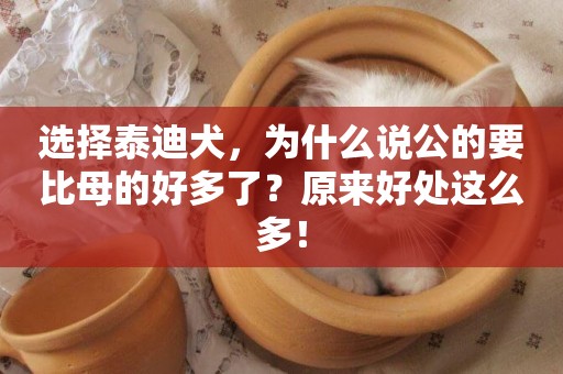 選擇泰迪犬，為什么說公的要比母的好多了？原來好處這么多！
