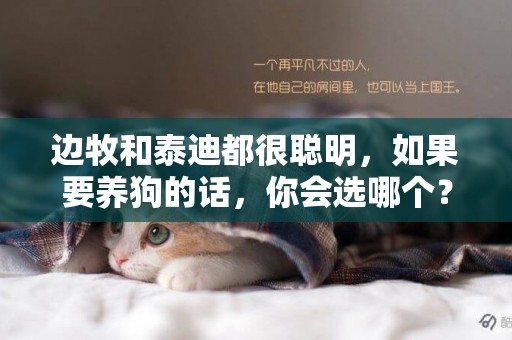 邊牧和泰迪都很聰明，如果要養狗的話，你會選哪個？