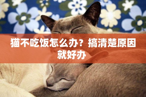 貓不吃飯怎么辦？搞清楚原因就好辦 