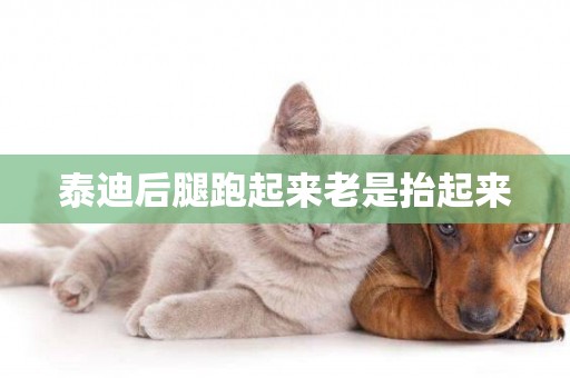 泰迪后腿跑起來老是抬起來