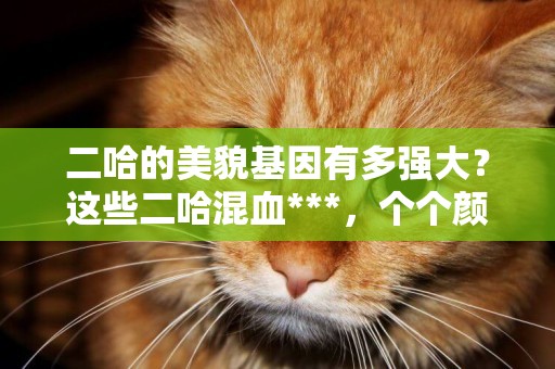 二哈的美貌基因有多強大？這些二哈混血***，個個顏值“爆表”