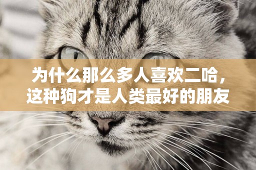 為什么那么多人喜歡二哈，這種狗才是人類最好的朋友
