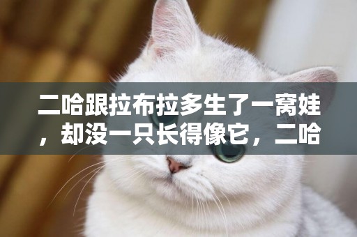 二哈跟拉布拉多生了一窩娃，卻沒一只長得像它，二哈很生氣