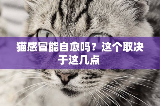 貓感冒能自愈嗎？這個取決于這幾點 