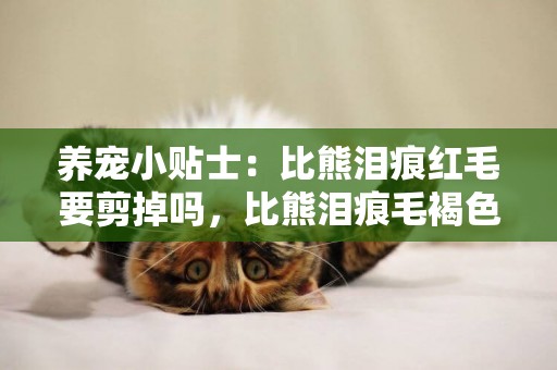 養寵小貼士：比熊淚痕紅毛要剪掉嗎，比熊淚痕毛褐色能剪掉嗎