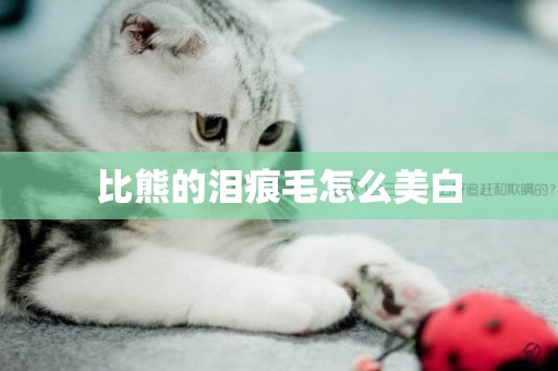 比熊的淚痕毛怎么美白