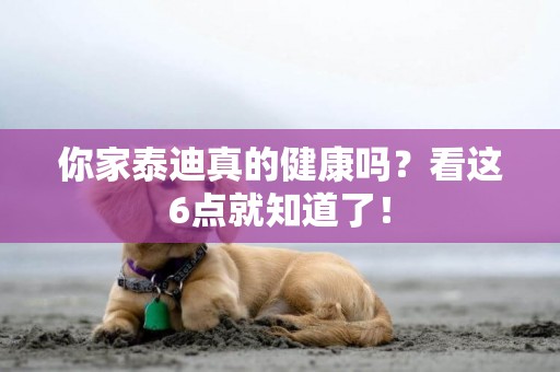 你家泰迪真的健康嗎？看這6點就知道了！