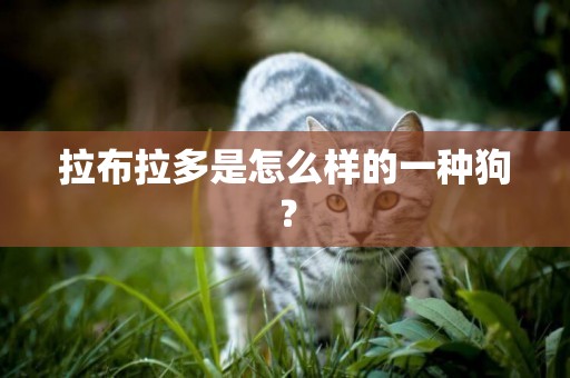 拉布拉多是怎么樣的一種狗？
