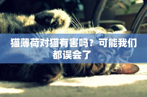 貓薄荷對貓有害嗎？可能我們都誤會了 
