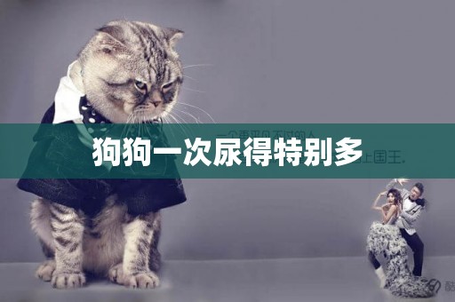 狗狗一次尿得特別多
