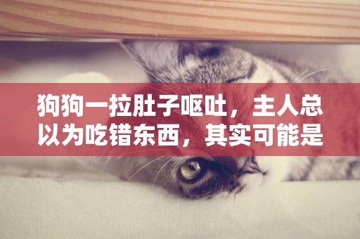狗狗一拉肚子嘔吐，主人總以為吃錯東西，其實可能是腸胃異物