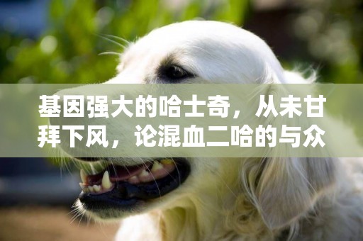 基因強大的哈士奇，從未甘拜下風，論混血二哈的與眾不同