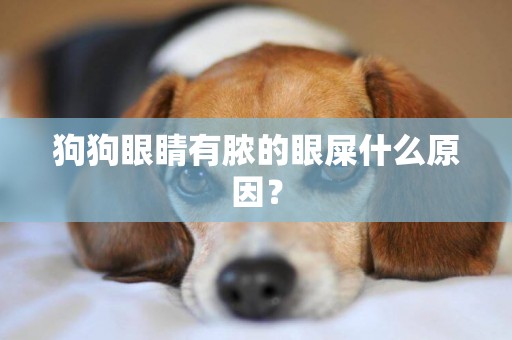 狗狗眼睛有膿的眼屎什么原因？