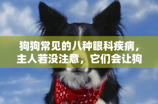 狗狗常見的八種眼科疾病，主人若沒注意，它們會讓狗狗從此失明