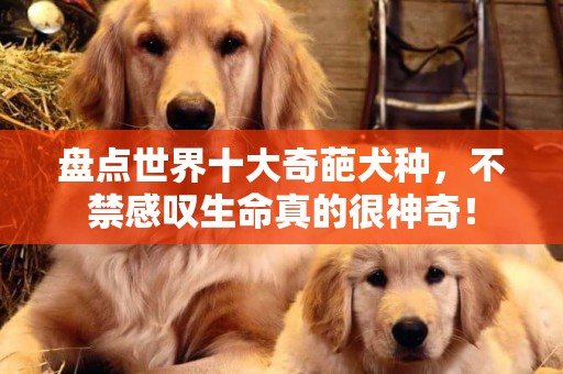 盤點世界十大奇葩犬種，不禁感嘆生命真的很神奇！