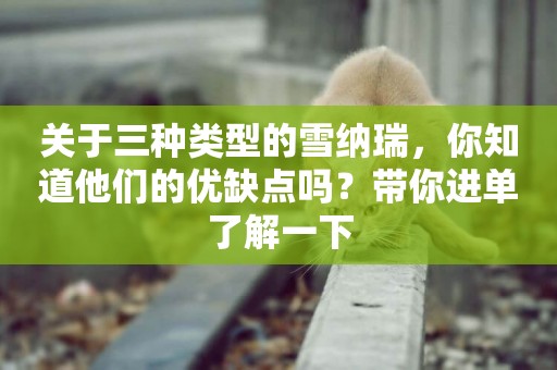 關于三種類型的雪納瑞，你知道他們的優缺點嗎？帶你進單了解一下