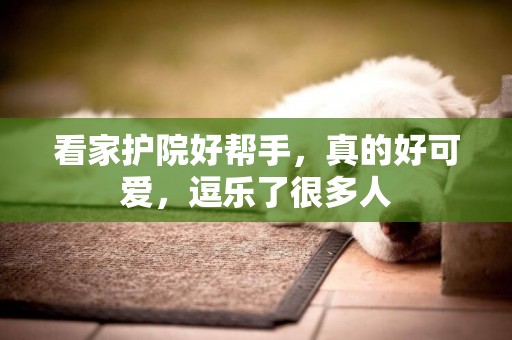 看家護院好幫手，真的好可愛，逗樂了很多人