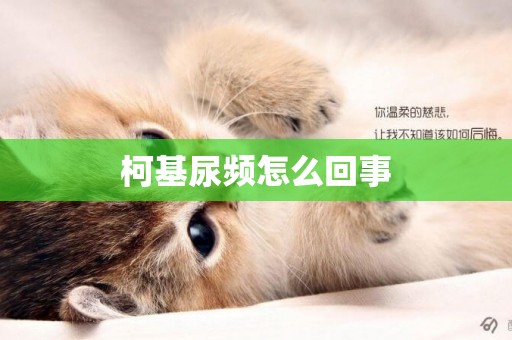 柯基尿頻怎么回事